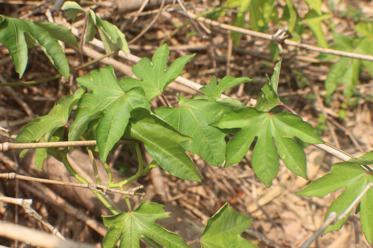 Ipomoea mauritiana Jacq.